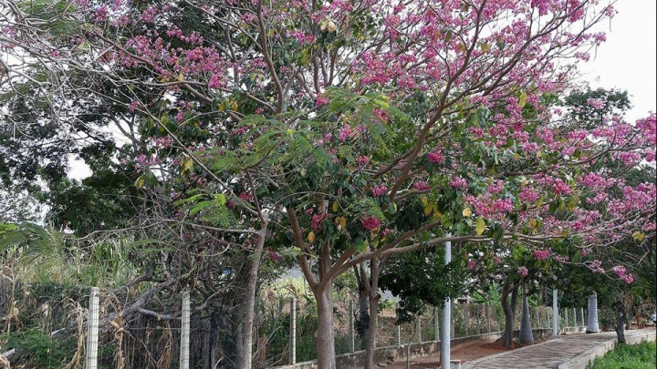 Florada dos Ipês decoram São Miguel de rosa e amarelo